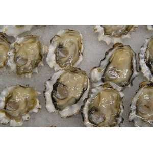 Fresh LIVE Cocktail Oysters in the Shell Grocery & Gourmet Food