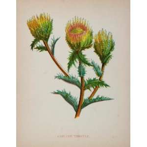  1902 Botanical Print Carline Thistle Carlina Vulgaris 