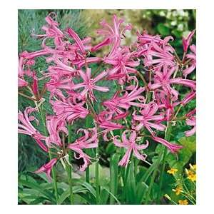  Nerine   Pink 1 bulb Patio, Lawn & Garden