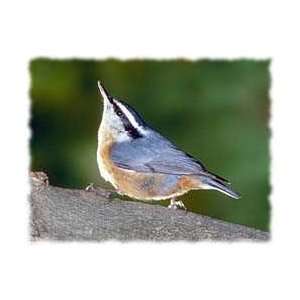  Nuthatch Shirts: Kitchen & Dining