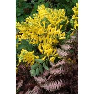  CORYDALIS CANERY FEATHERS / 1 gallon Potted: Patio, Lawn 