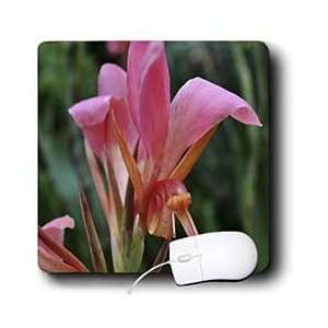   Photography Floral Prints   Cannas 172   Mouse Pads Electronics