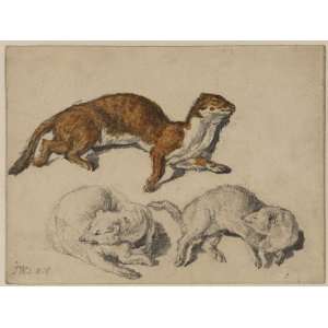   James Ward   24 x 18 inches   Three studies of a stoat: Home & Kitchen