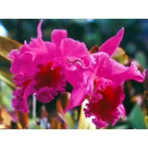Cattleya Orchid Plant   Approx. 8   12 Inches  Grocery 
