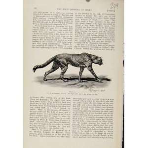 Cheetah Animal The Encyclopedia Of Sport Antique Print