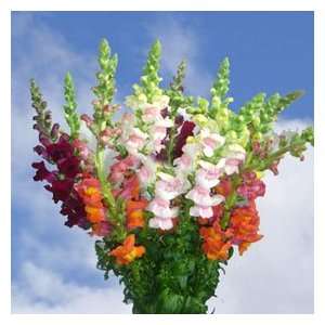 Snapdragon Flowers Assorted Colors 150: Grocery & Gourmet Food