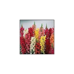  Todds Seeds   Flower Seeds   Snapdragon Mix Seed, Sold by 