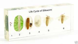 Life Cycle of Silk Moth Specimen  