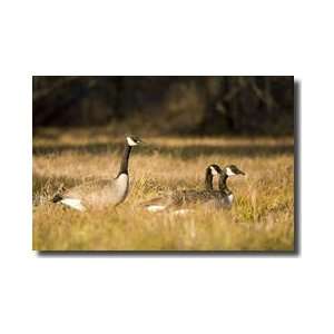 Trio Of Canada Geese Concord River Massachusetts Giclee Print  