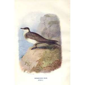  RichardsonS Skua By A Thorburn Wild Birds Print 1903 
