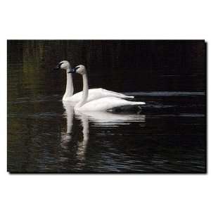  Twin Swans by Kurt Shaffer, Canvas Art   24 x 32 Home 