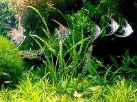 Cryptocoryne balansae x 3 Live aquarium plant Fish tank  