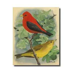  Male And Female Scarlet Tanager Giclee Print