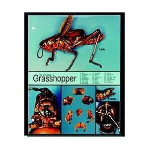  Guide, The Concise Photographic Guide To The Grasshopper 