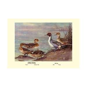  Pintail Ducks 20x30 poster