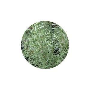  Rosemary Harmonia Essential Oil Beauty