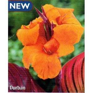  Durban Canna 2 Roots Patio, Lawn & Garden