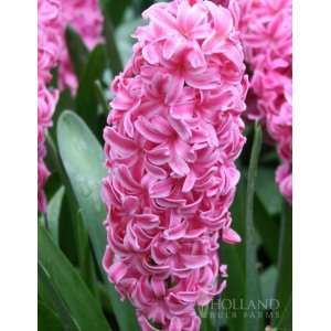  Pink Pearl Hyacinth   6 bulbs: Patio, Lawn & Garden