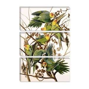  Carolina Parakeet, From birds of America, 1829 by John 