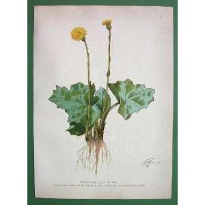 MEDICINAL PLANTS Coltsfoot   Antique Print Color Lithograph