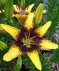 Tiger Play Beautiful Asiatic Lily Flower Bulb 14cm