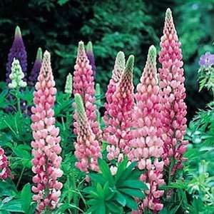  Gallery Pink Lupine Perennial   Lupinus Patio, Lawn 