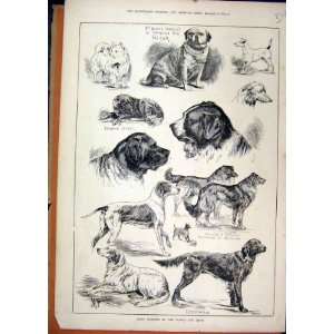   1883 Prize Winners Dublin Dog Show Pug Victor Jessie: Home & Kitchen