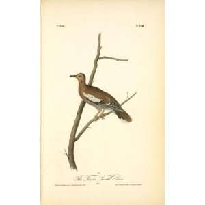   John James Audubon   32 x 52 inches   Texan Turtle Dove. Male Home