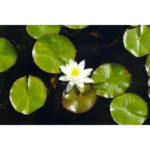   By Buyenlarge Water Lily 12x18 Giclee on canvas