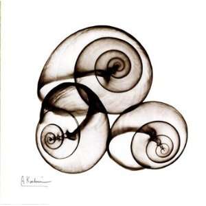  Albert Koetsier X ray Snail Shells, Sepia 12 x 12 Poster 