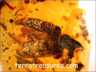 A101 DR9753 An Enormous Weevil in Dominican Amber  