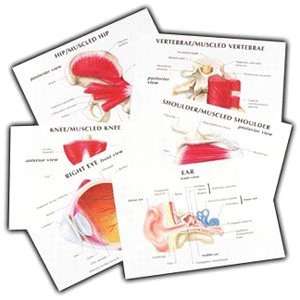    40 Anatomy Teaching Overhead Transparencies