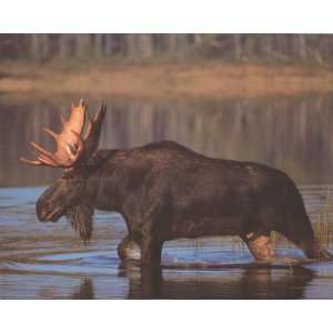  Animal Moose In The Lake Big Rack   Photography Poster 