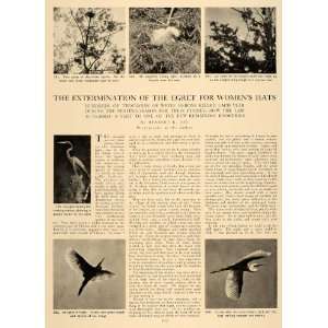  1905 Article Egret Endangered Animals Wildlife Female Hat 
