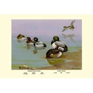  Paper poster printed on 20 x 30 stock. Scaup Duck