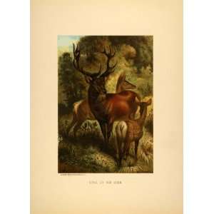  1885 Tipped In Chromolithograph Red Deer Stag Hart Antlers 