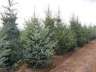 LOT OF 10 BLUE SPRUCE TREES, PICEA PUNGENS 9 FOOT TALL DIRECTLY FROM 