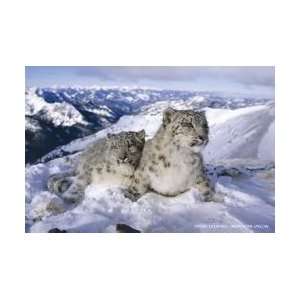  Animals Posters: White Leopards   Snowy Mountain Poster 