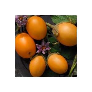  Brazilian Oval Orange Eggplant Seeds