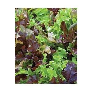  Gourmet Blend Lettuce Seed Packs Patio, Lawn & Garden