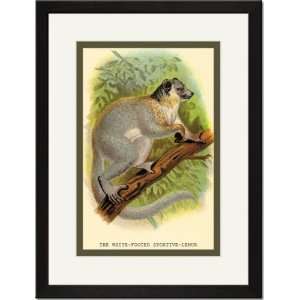  Black Framed/Matted Print 17x23, The White Footed Sportive Lemur 