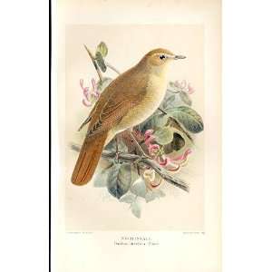 Nightingale Lilford Birds 1885 97 By J G Keulemans