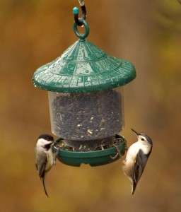NEW CLINGERS ONLY FEEDER FOR SMALL CLINGING BIRDS  