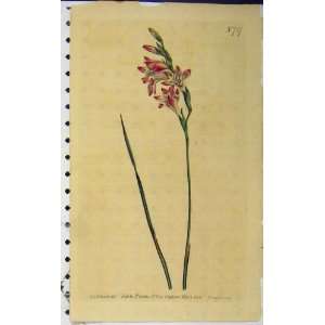   1804 Hand Coloured Flower Curtis Edwards Sansom N.727