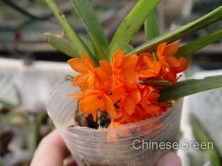   ampullaceum Orange Mini Orchid Species Cold Hardy Blooming Size  