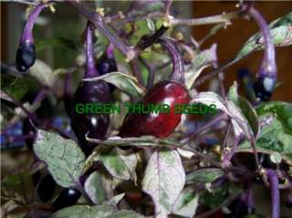 Jigsaw Hot pepper, RARE VERY VERY HOT seed (HP0002)  