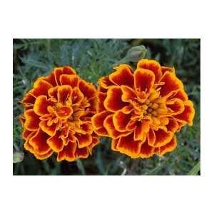   Red Repreave Marigold Flower Seed Pack CLEARANCE Patio, Lawn & Garden