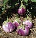   eggplant italian heirloom wow nature doesn t make it any better than