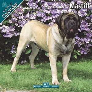  Mastiff 2010 Wall Calendar 12 X 12