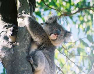 Australia 2012 Australian Opals Series Koala Bear $1 Pure Silver Proof 